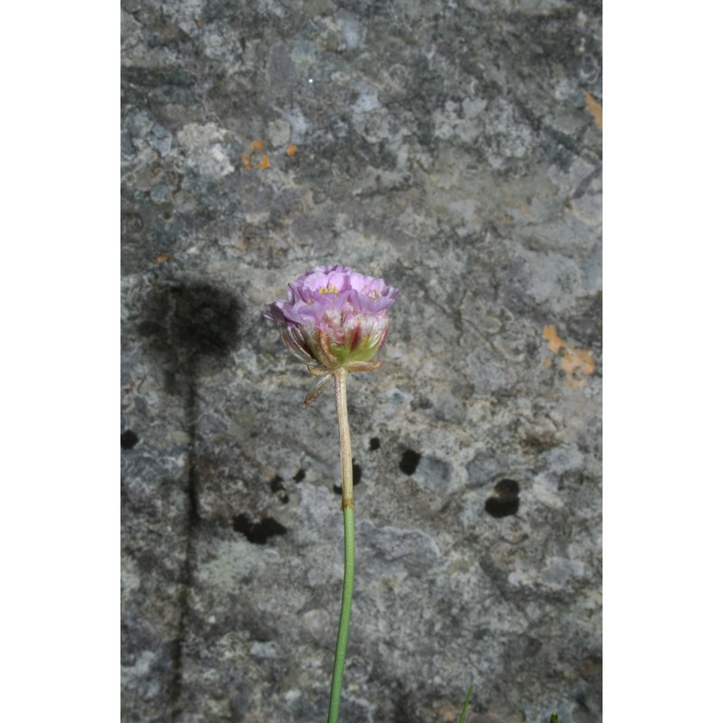 armeria gussonei boiss.