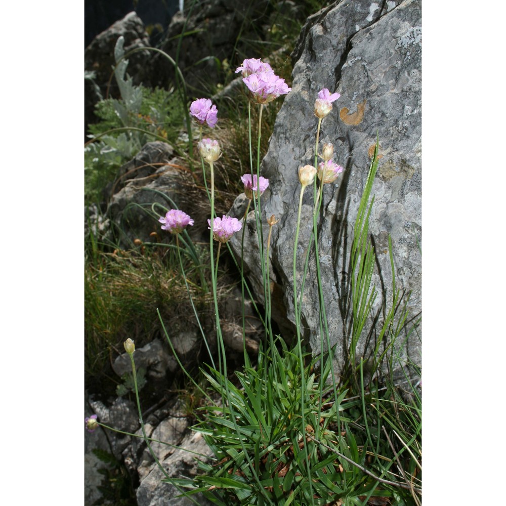 armeria gussonei boiss.