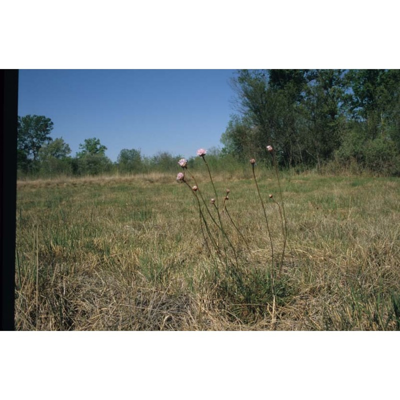 armeria helodes f. martini et poldini