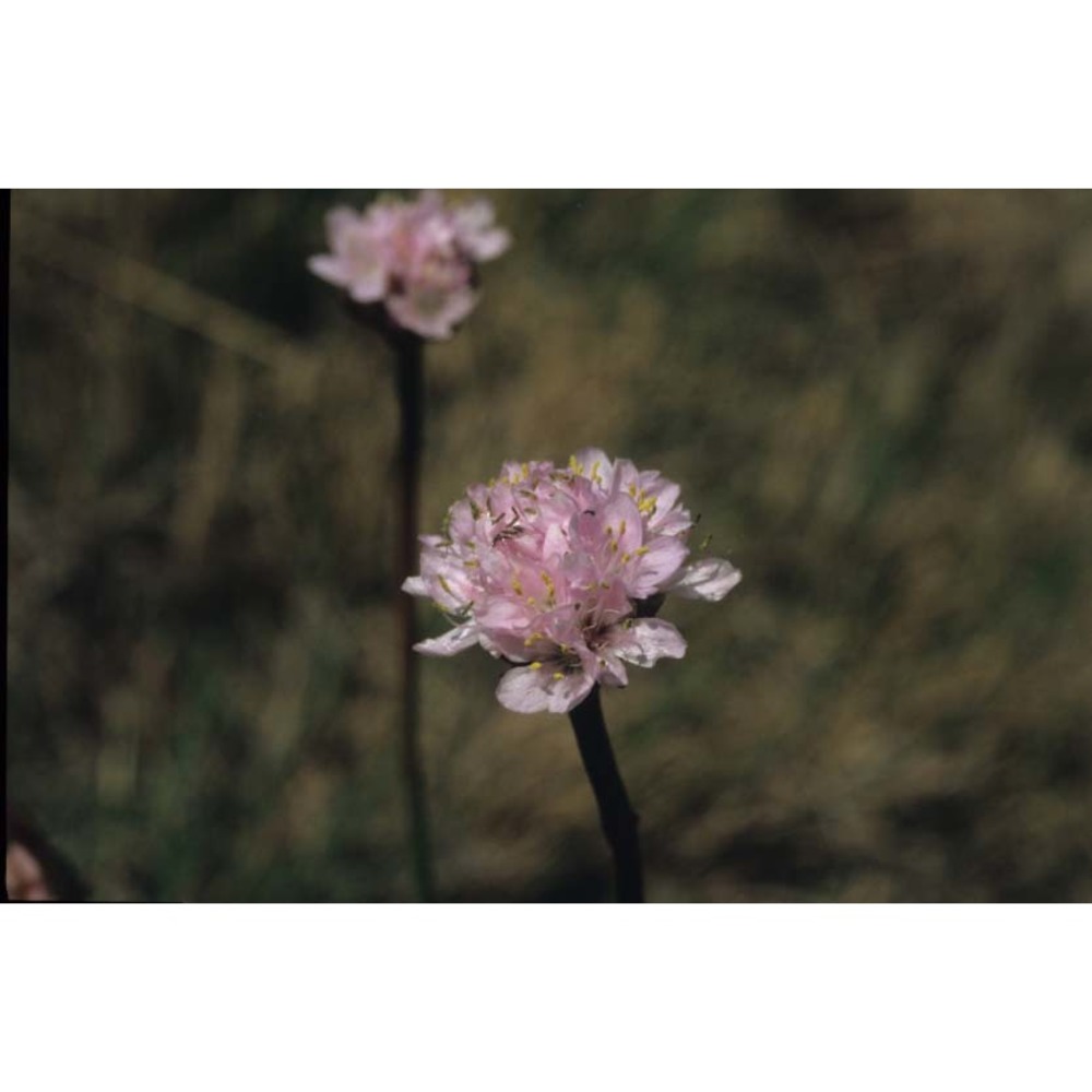 armeria helodes f. martini et poldini