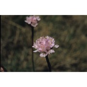 armeria helodes f. martini et poldini