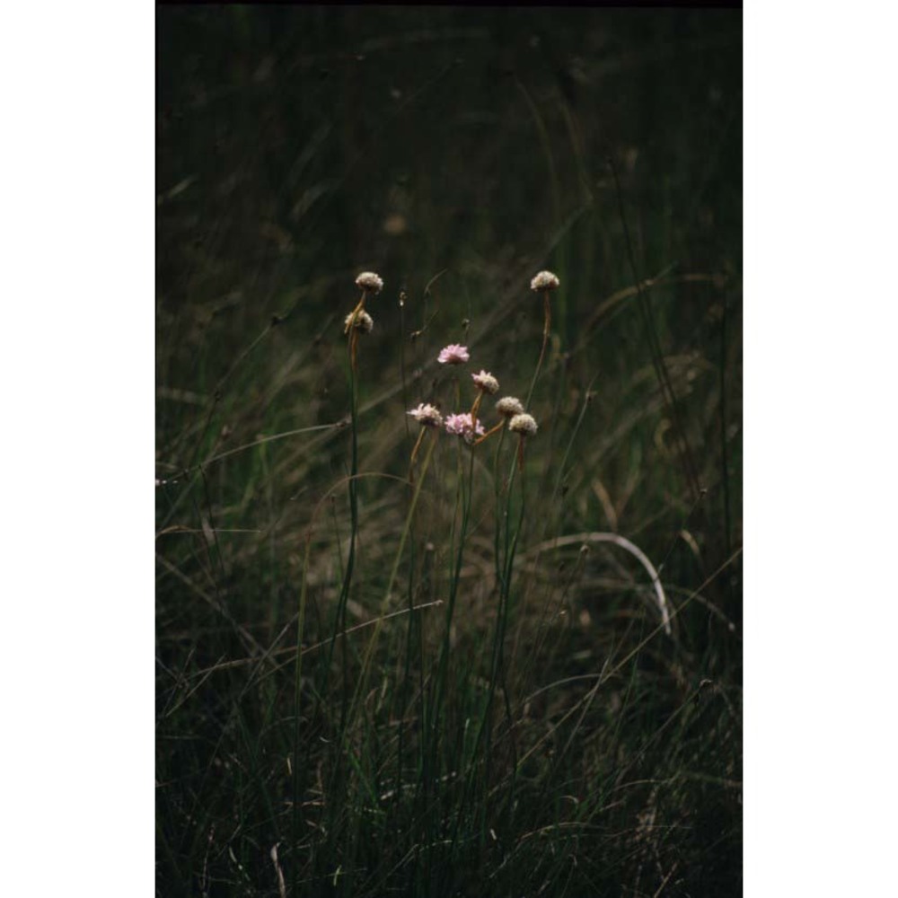 armeria helodes f. martini et poldini