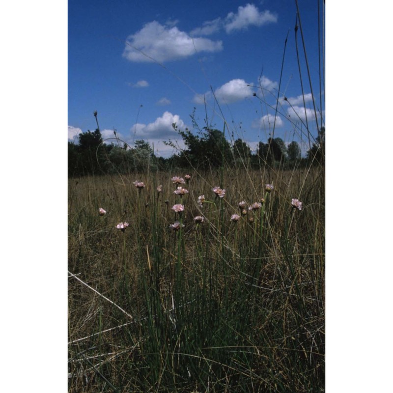 armeria helodes f. martini et poldini