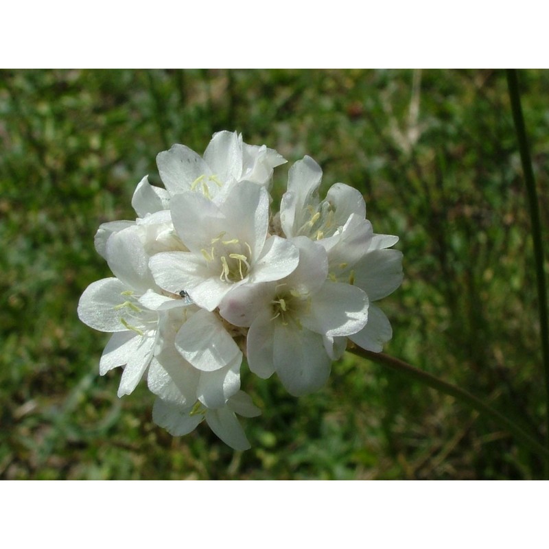 armeria majellensis boiss.