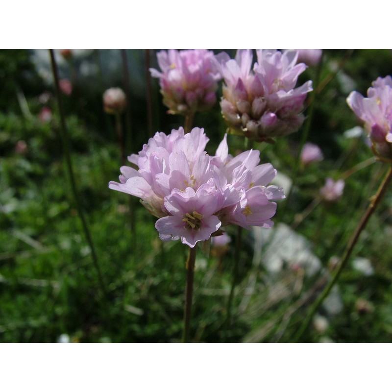 armeria majellensis boiss.