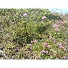 armeria marginata (levier) bianchini