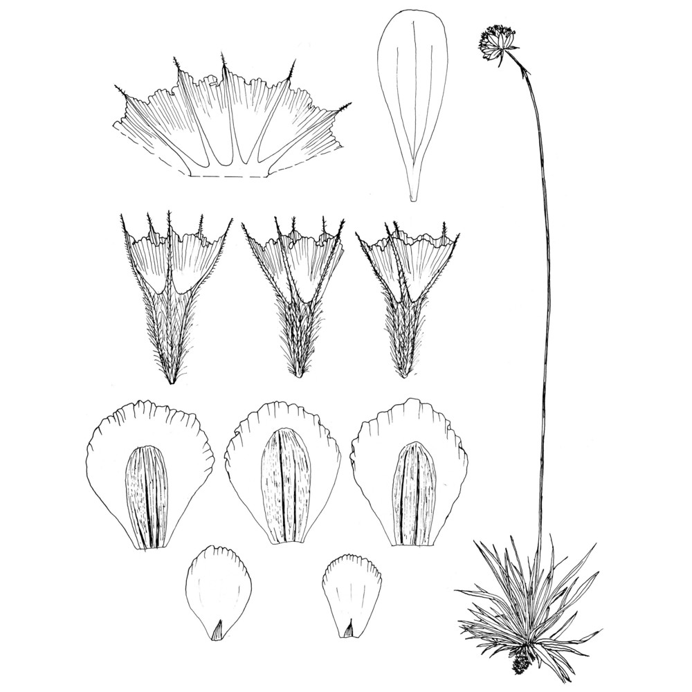 armeria nebrodensis (guss.) boiss.