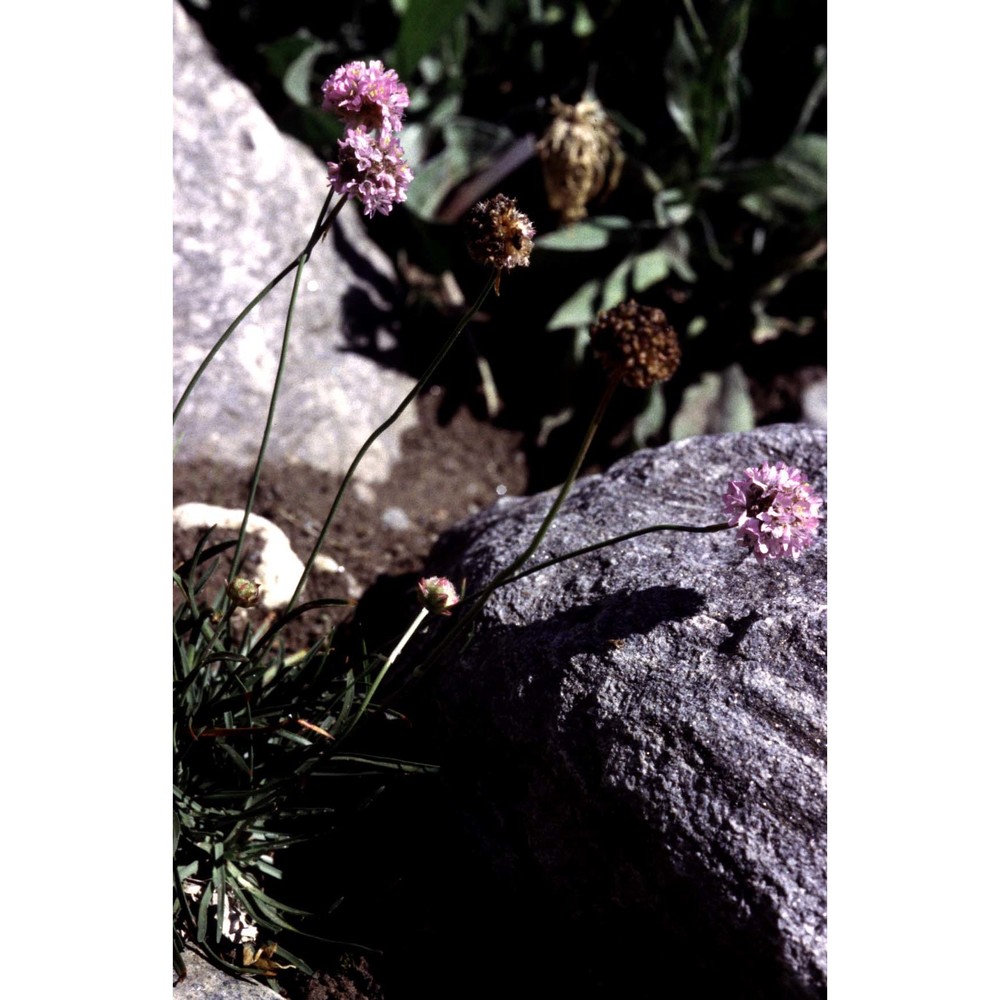 armeria nebrodensis (guss.) boiss.