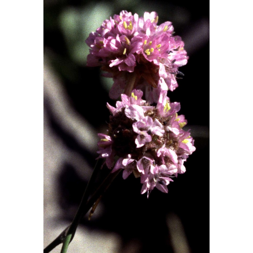 armeria nebrodensis (guss.) boiss.