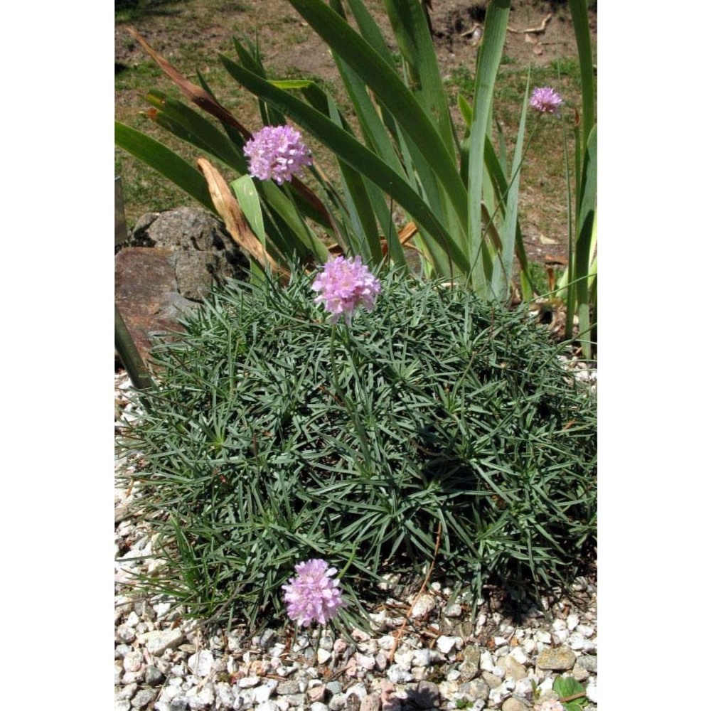 armeria nebrodensis (guss.) boiss.