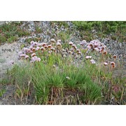 armeria pungens (link) hoffmanns. et link