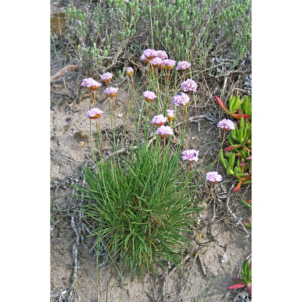 armeria pungens (link) hoffmanns. et link