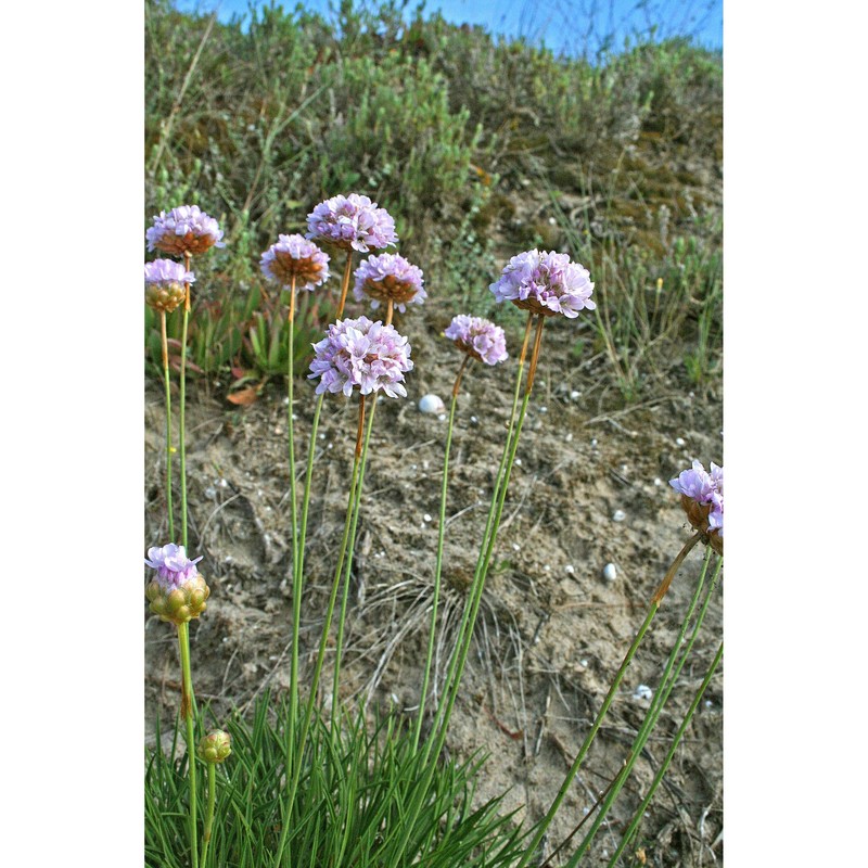 armeria pungens (link) hoffmanns. et link