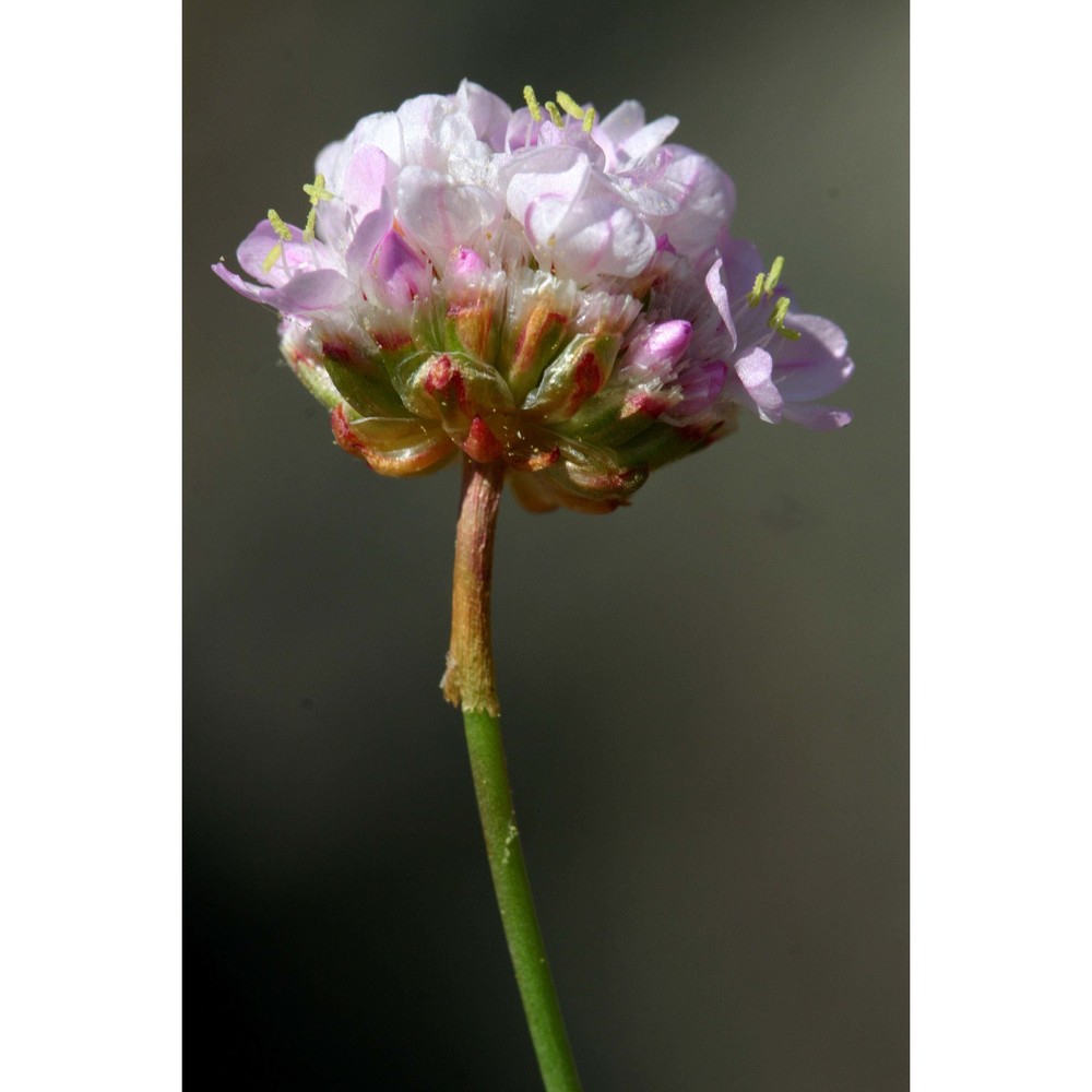 armeria sardoa spreng.