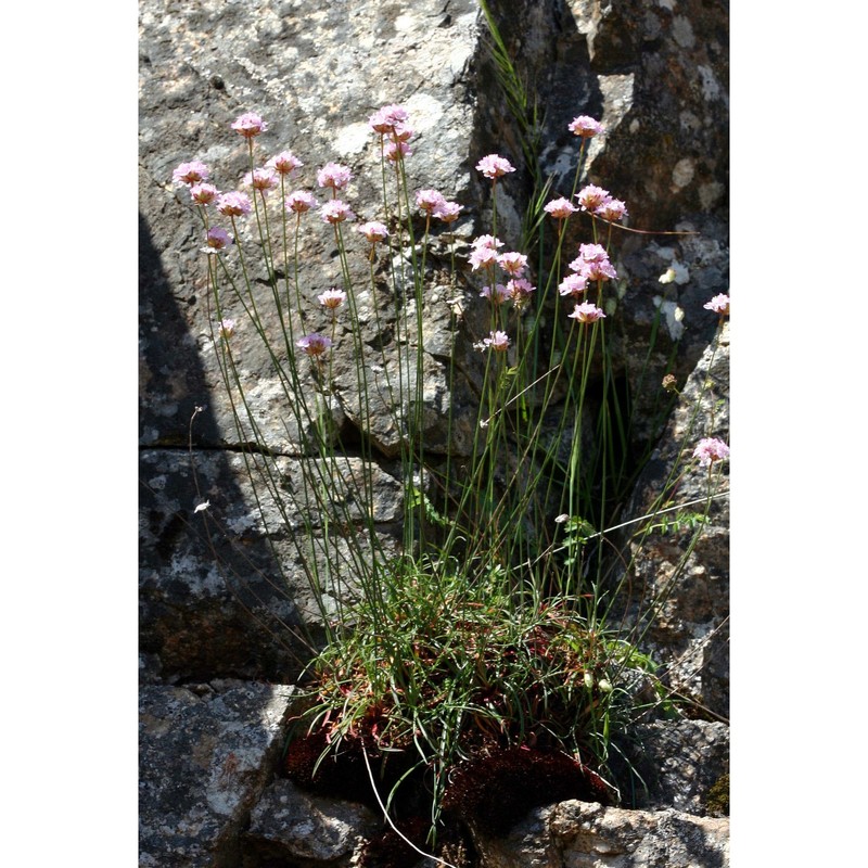 armeria sardoa spreng.