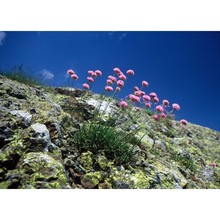 armeria seticeps rchb.