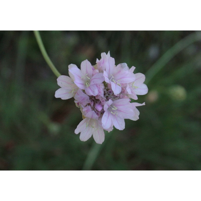 armeria sulcitana arrigoni