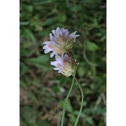 armeria sulcitana arrigoni