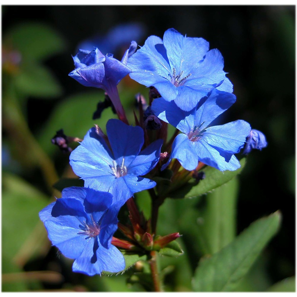 ceratostigma plumbaginoides bunge