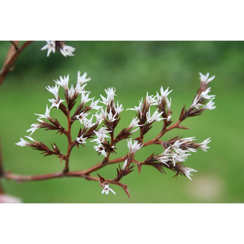 goniolimon italicum tammaro, pignatti et frizzi