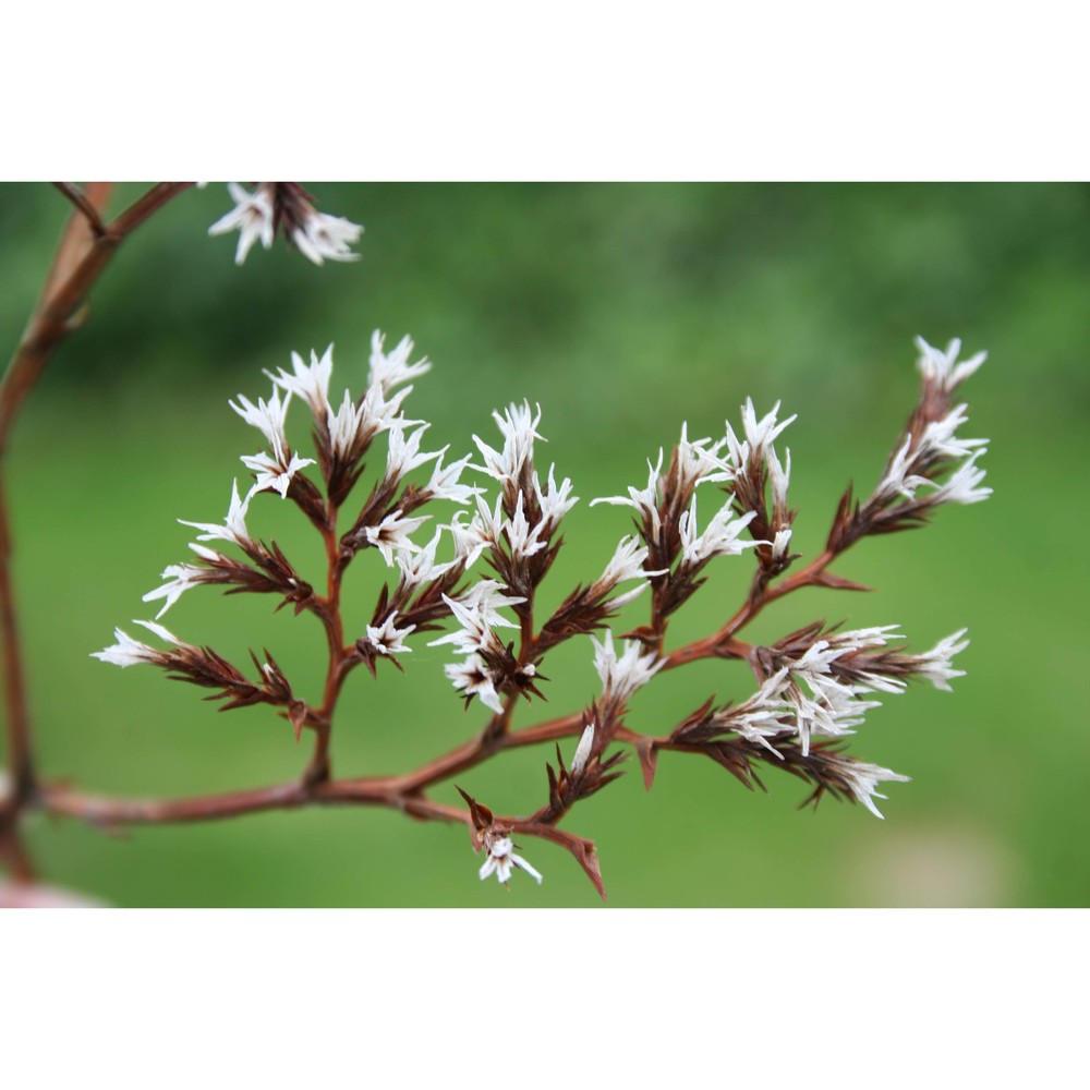 goniolimon italicum tammaro, pignatti et frizzi