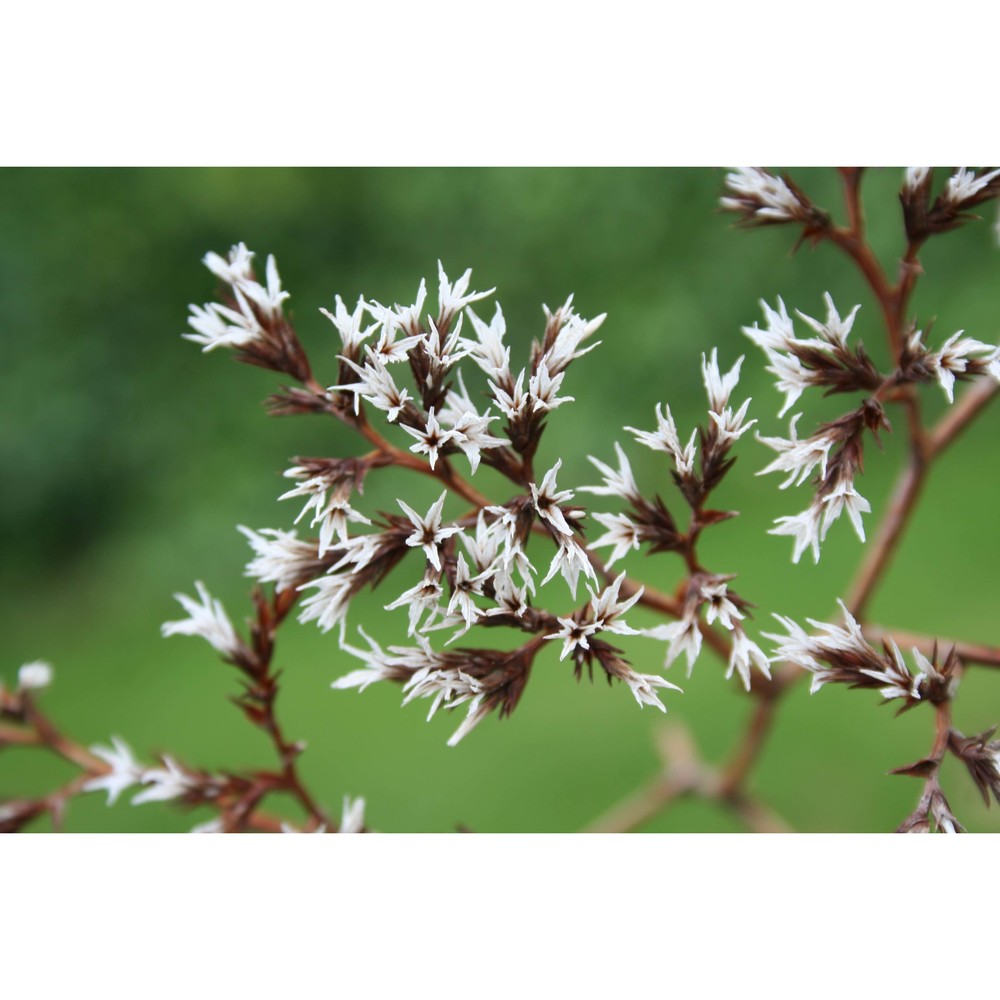 goniolimon italicum tammaro, pignatti et frizzi