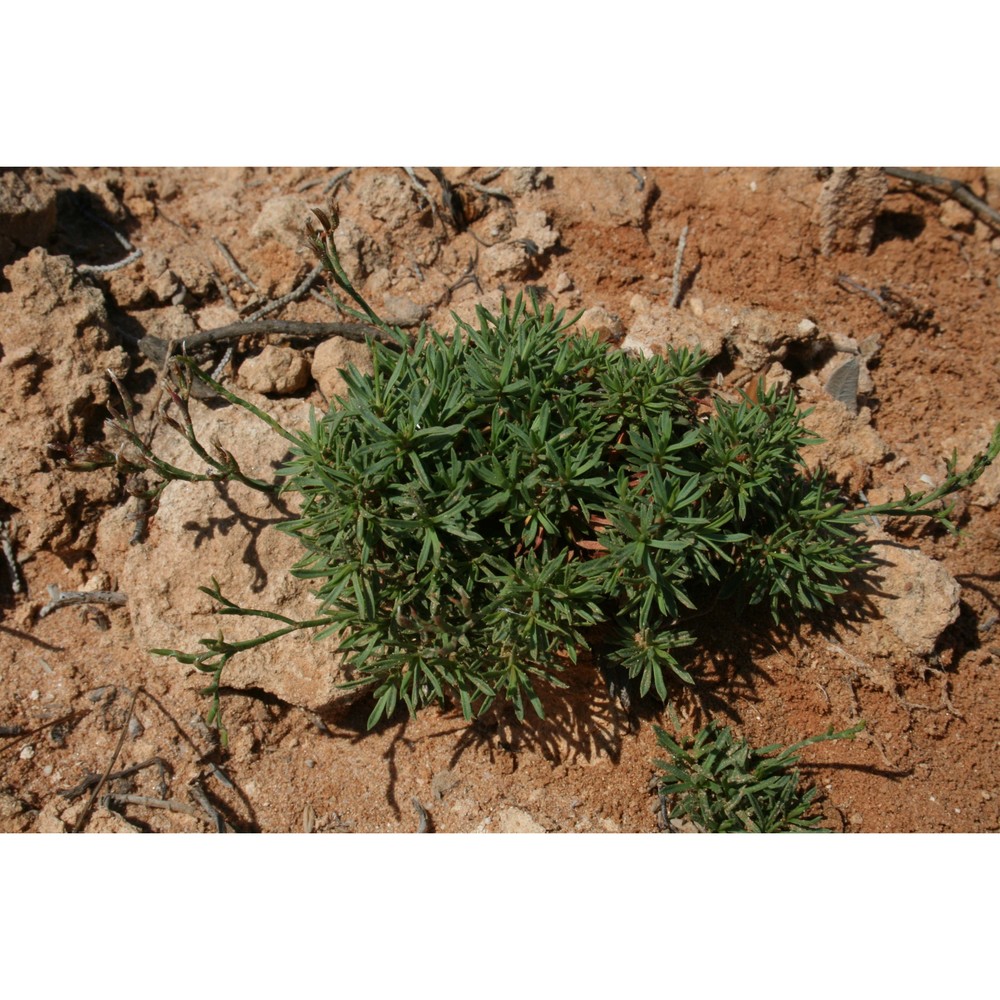 limonium acutifolium (rchb.) c. e. salmon