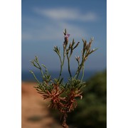 limonium acutifolium (rchb.) c. e. salmon