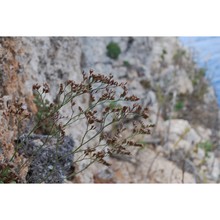 limonium albidum (guss.) pignatti