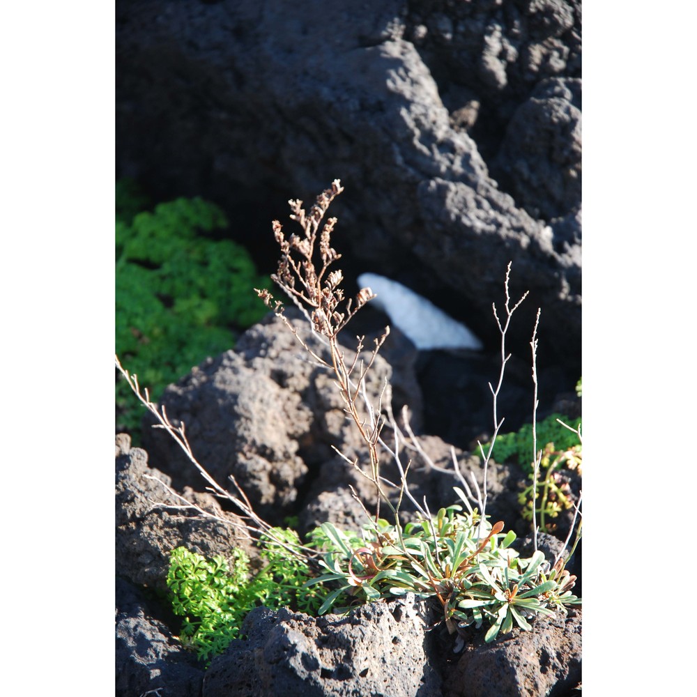 limonium algusae (brullo) greuter