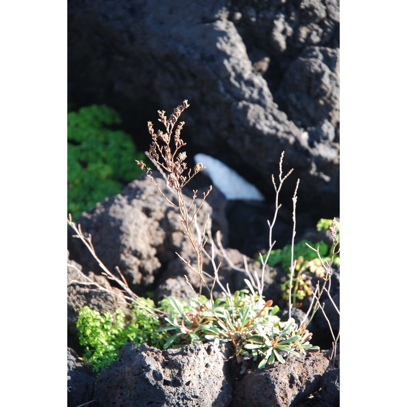 limonium algusae (brullo) greuter