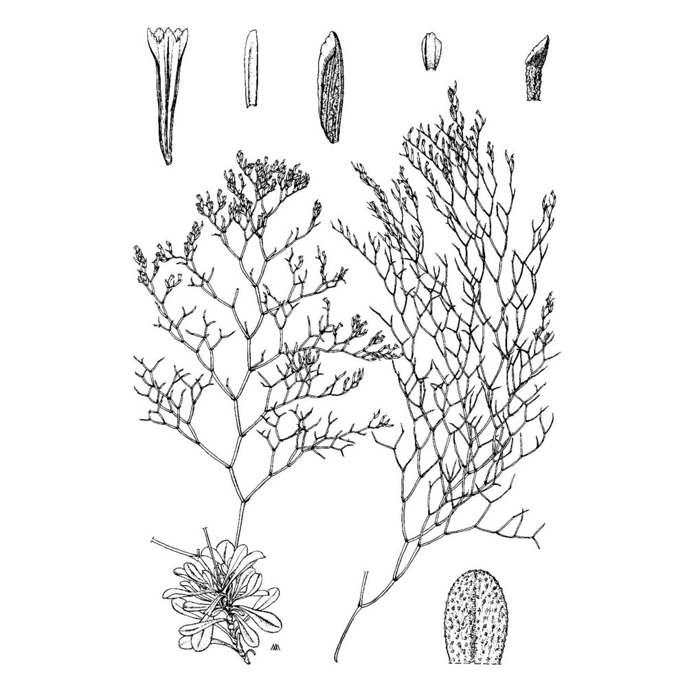 limonium ampuriense arrigoni et diana