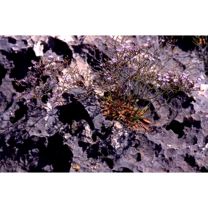 limonium amynclaeum pignatti