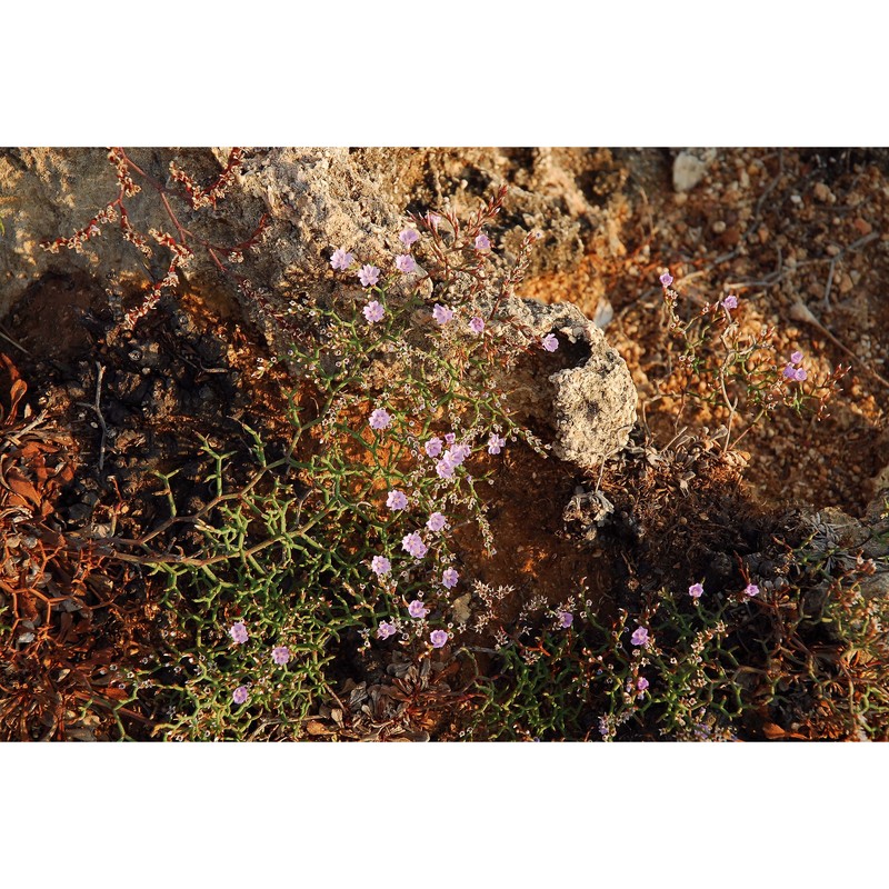 limonium apulum brullo