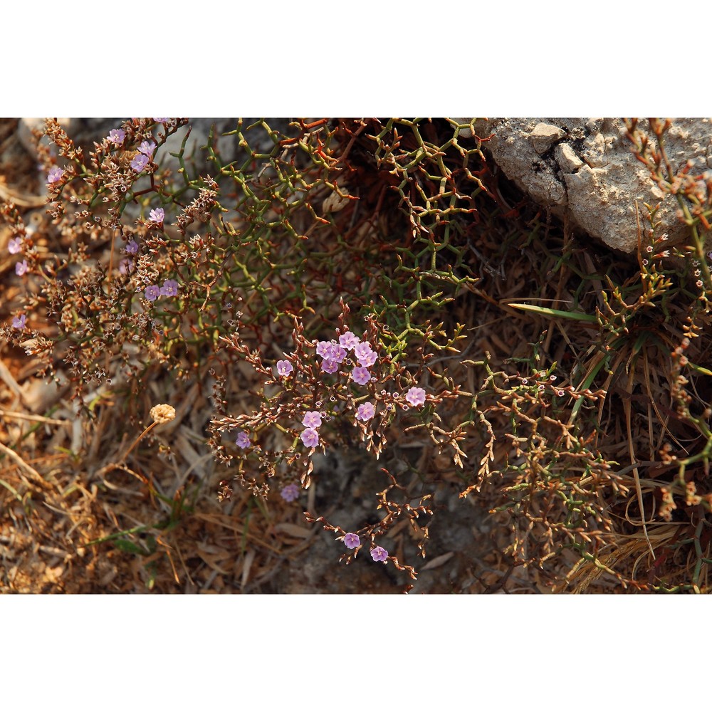 limonium apulum brullo