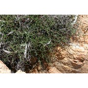 limonium contortirameum (mabille) erben