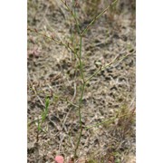 limonium avei (de not.) brullo et erben