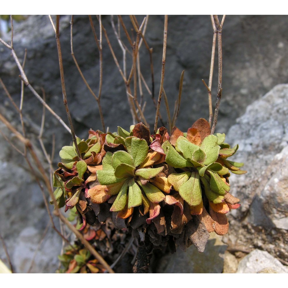 limonium bellidifolium (gouan) dumort.