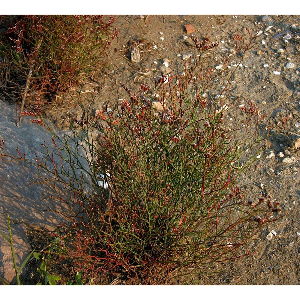 limonium bellidifolium (gouan) dumort.