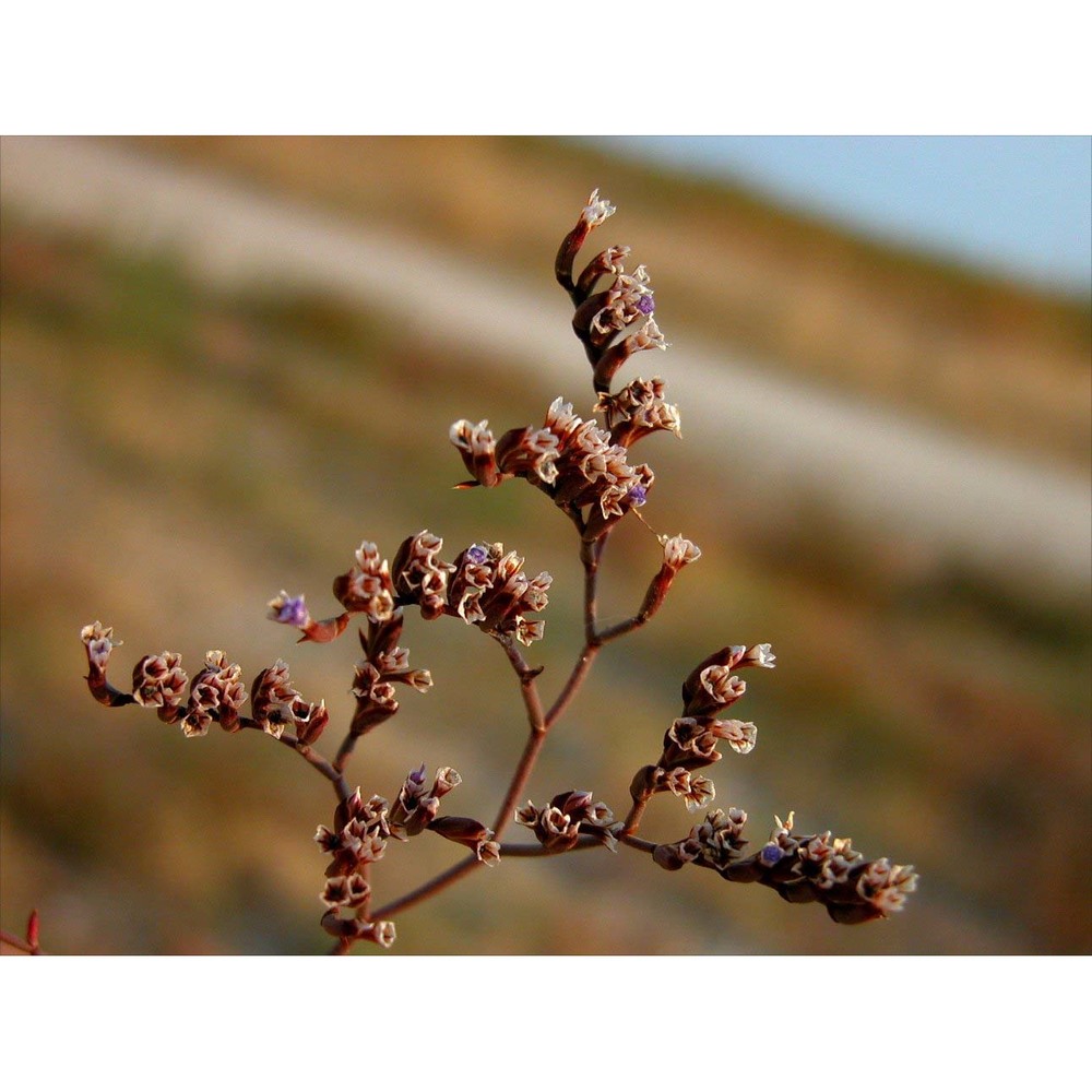 limonium bellidifolium (gouan) dumort.