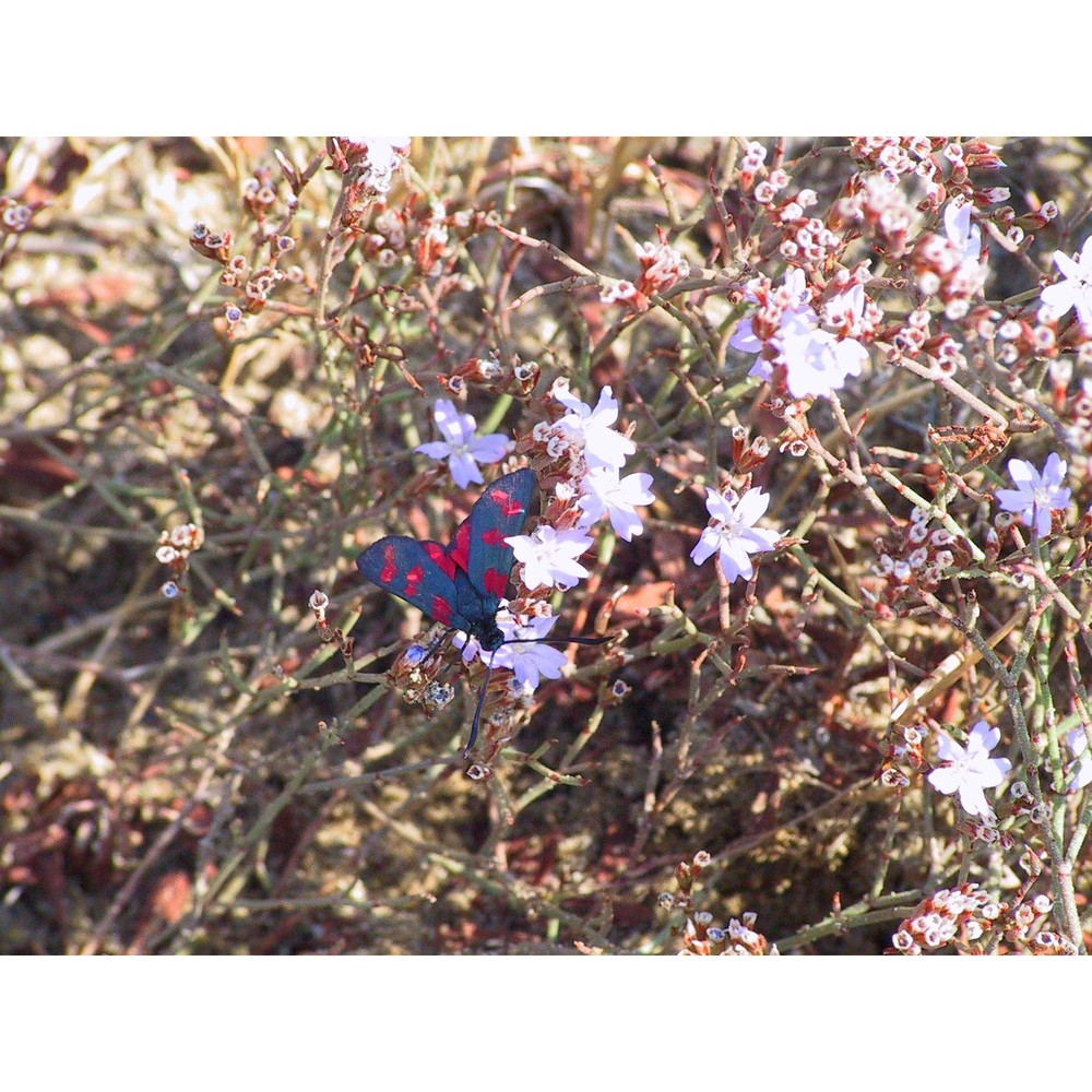 limonium bellidifolium (gouan) dumort.