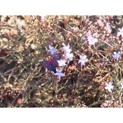 limonium bellidifolium (gouan) dumort.