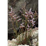 limonium bocconei (lojac.) litard.