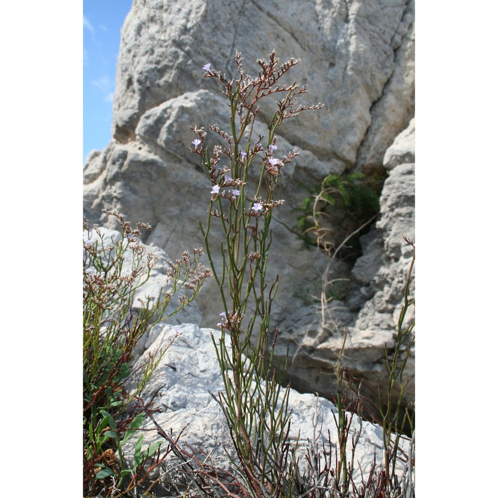 limonium bocconei (lojac.) litard.