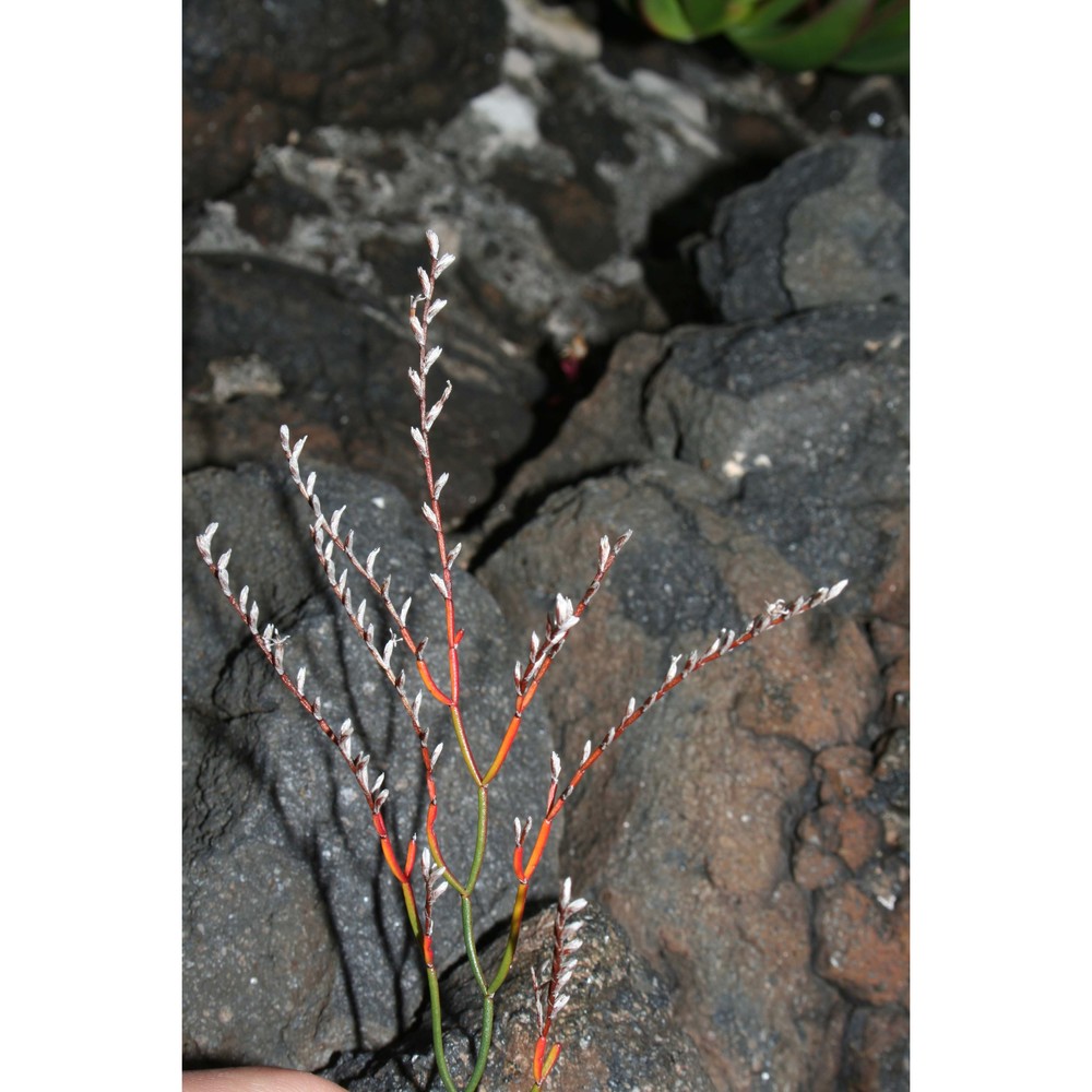 limonium bocconei (lojac.) litard.