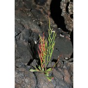 limonium bocconei (lojac.) litard.