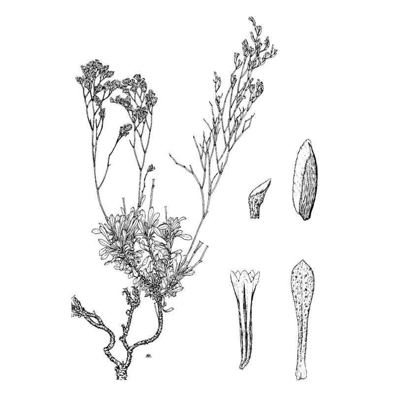 limonium bosanum arrigoni et diana