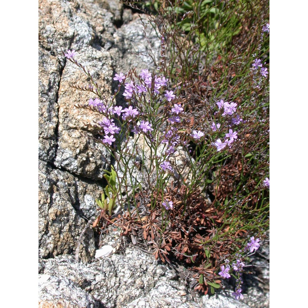 limonium brutium brullo