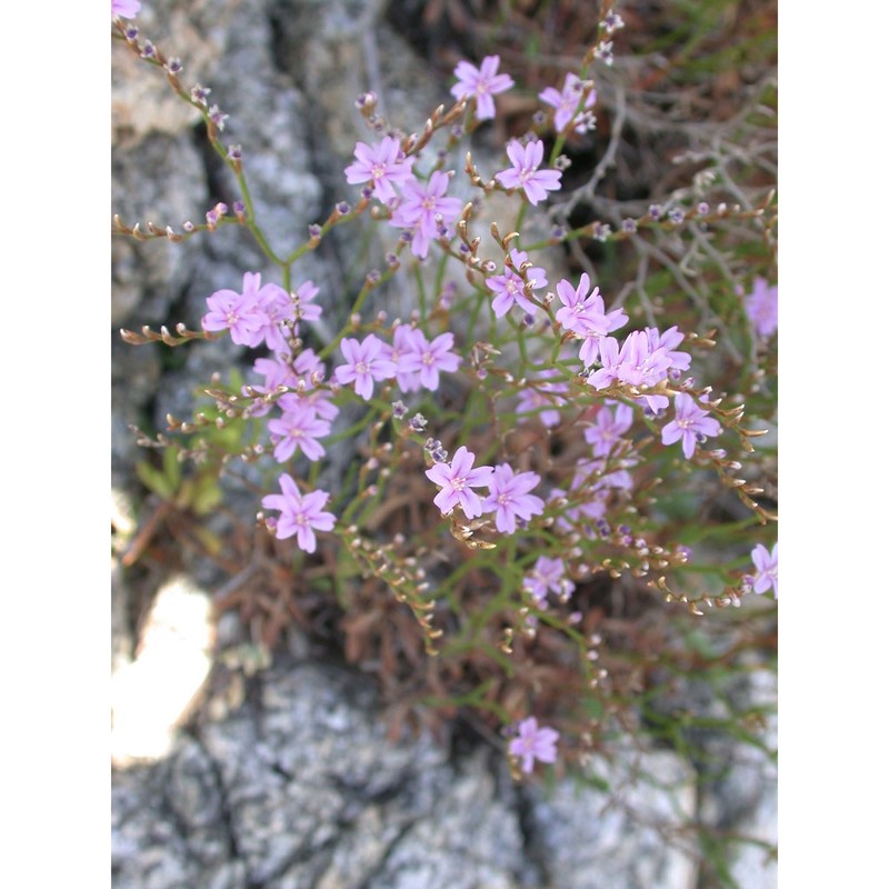 limonium brutium brullo