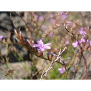 limonium brutium brullo